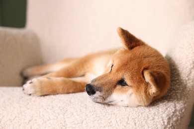 Photo of Cute Shiba Inu puppy on armchair at home