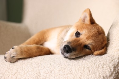 Photo of Cute Shiba Inu puppy on armchair at home