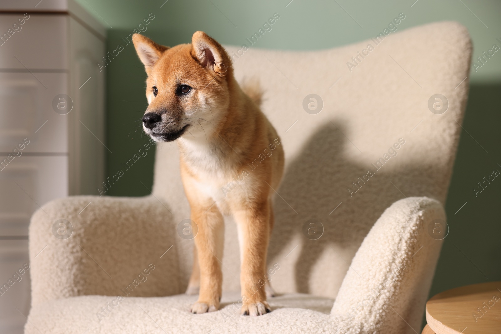 Cute Shiba Inu puppy on armchair at home Photo of Cute Shiba Inu puppy on armchair at home
