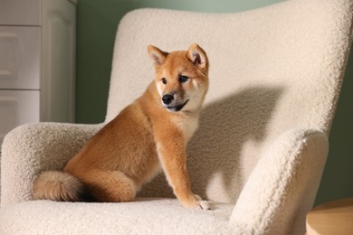 Photo of Cute Shiba Inu puppy on armchair at home