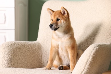 Photo of Cute Shiba Inu puppy on armchair at home