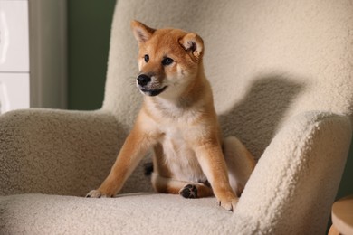 Photo of Cute Shiba Inu puppy on armchair at home