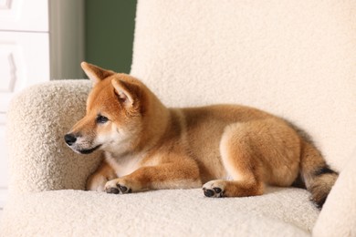 Photo of Cute Shiba Inu puppy on armchair at home