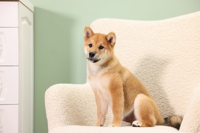 Photo of Cute Shiba Inu puppy on armchair at home