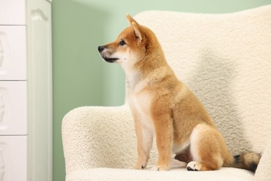 Photo of Cute Shiba Inu puppy on armchair at home