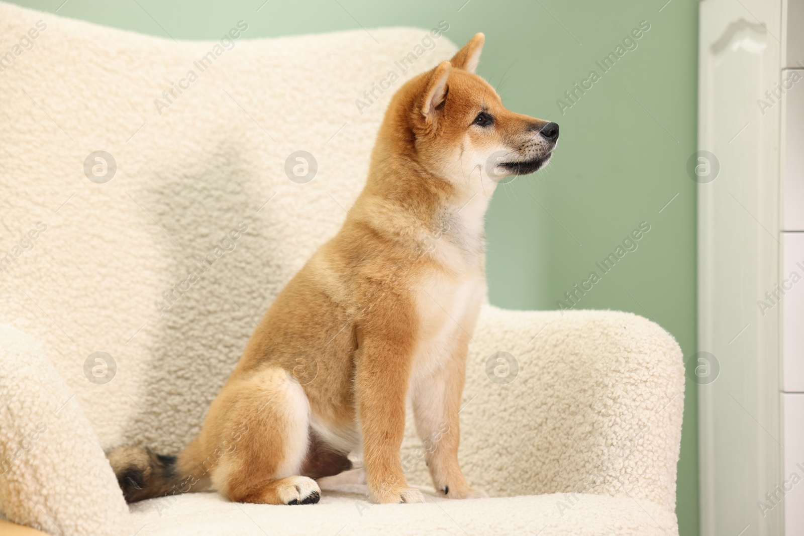Photo of Cute Shiba Inu puppy on armchair at home