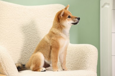 Photo of Cute Shiba Inu puppy on armchair at home