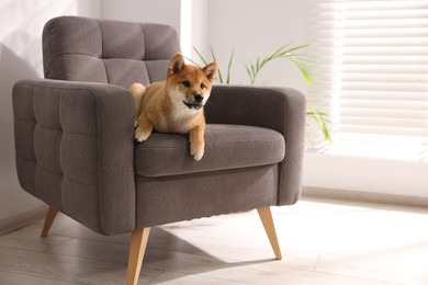 Photo of Cute Shiba Inu puppy on armchair at home, space for text