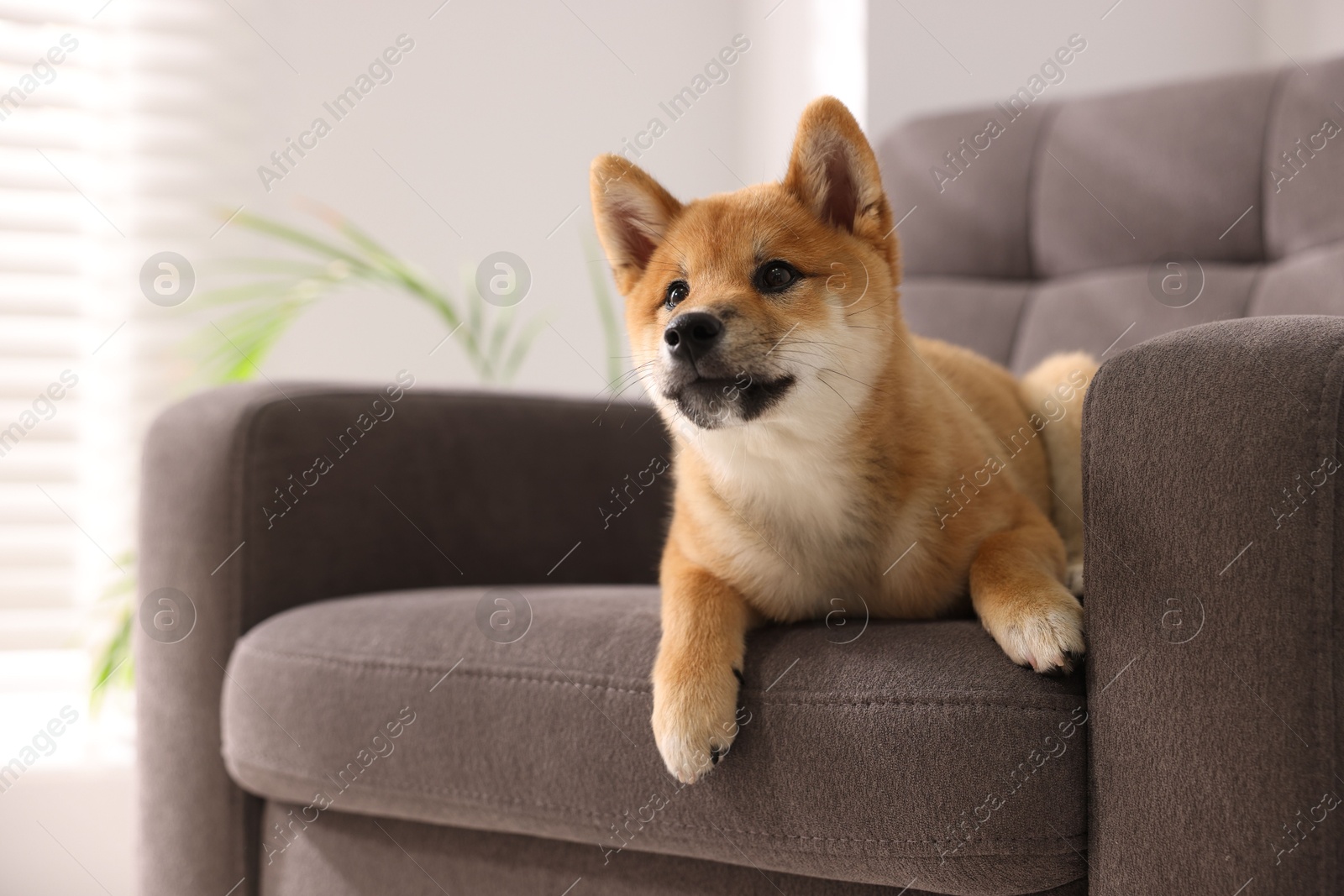 Cute Shiba Inu puppy on armchair at home, space for text Photo of Cute Shiba Inu puppy on armchair at home, space for text