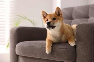 Photo of Cute Shiba Inu puppy on armchair at home, space for text