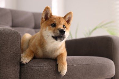 Photo of Cute Shiba Inu puppy on armchair at home, space for text