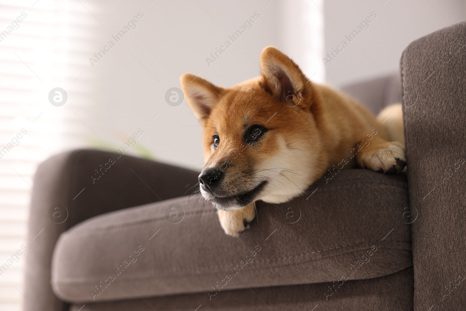 Photo of Cute Shiba Inu puppy on armchair at home, space for text
