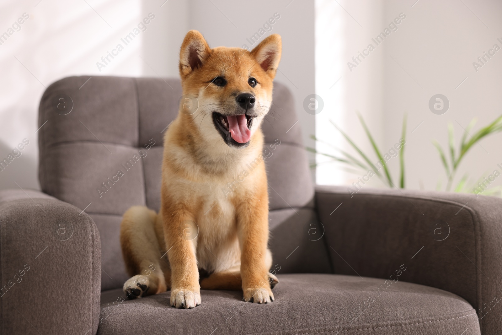 Photo of Cute Shiba Inu puppy on armchair at home, space for text