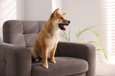 Photo of Cute Shiba Inu puppy on armchair at home, space for text