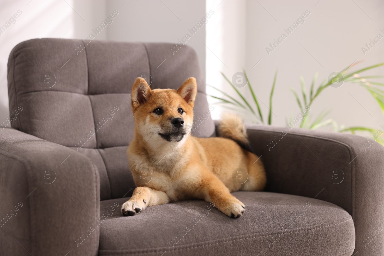 Cute Shiba Inu puppy on armchair at home Photo of Cute Shiba Inu puppy on armchair at home