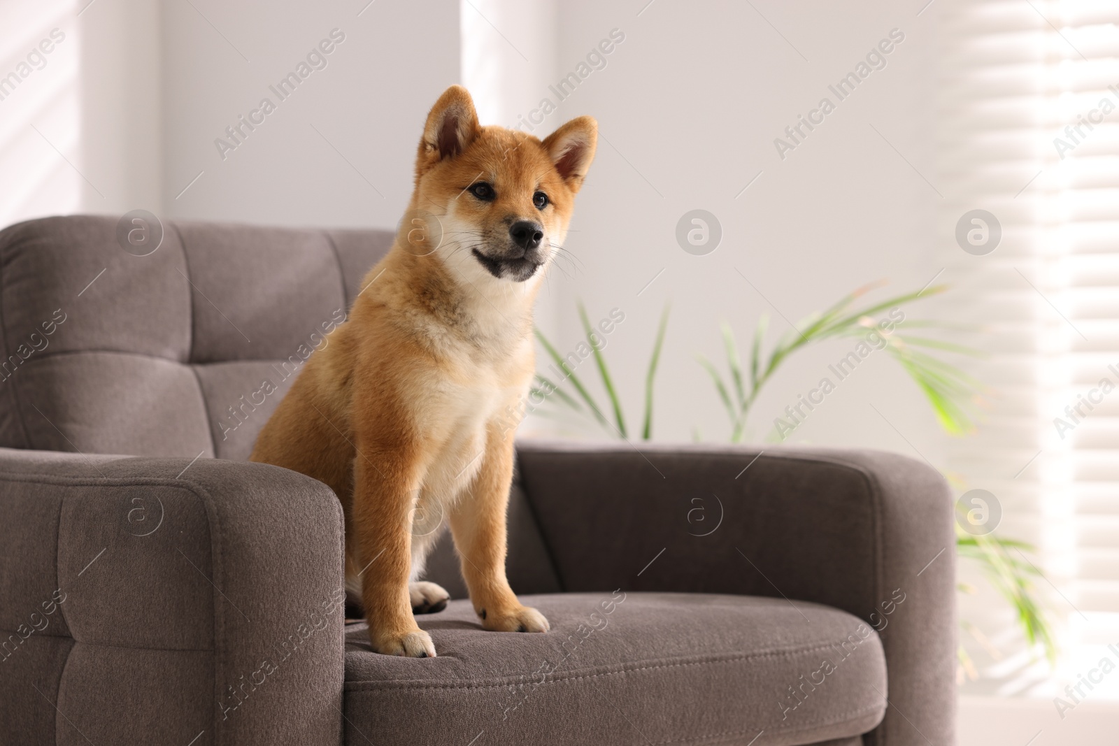 Cute Shiba Inu puppy on armchair at home, space for text Photo of Cute Shiba Inu puppy on armchair at home, space for text