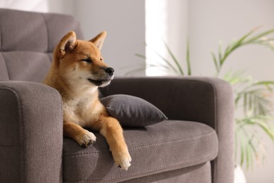 Photo of Cute Shiba Inu puppy on armchair at home, space for text