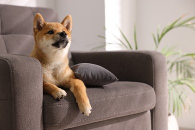 Photo of Cute Shiba Inu puppy on armchair at home, space for text