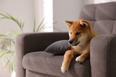 Photo of Cute Shiba Inu puppy on armchair at home, space for text