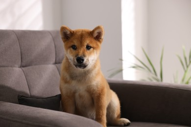 Photo of Cute Shiba Inu puppy on armchair at home