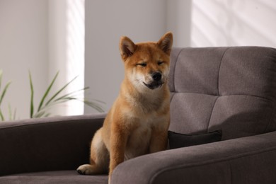 Photo of Cute Shiba Inu puppy on armchair at home