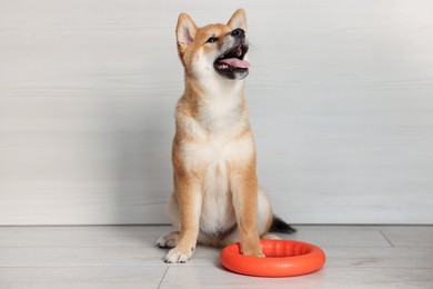 Photo of Cute Shiba Inu puppy with ring toy on floor at home