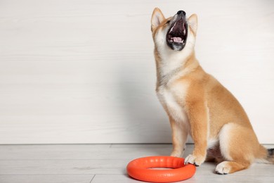 Photo of Cute Shiba Inu puppy with ring toy on floor at home, space for text