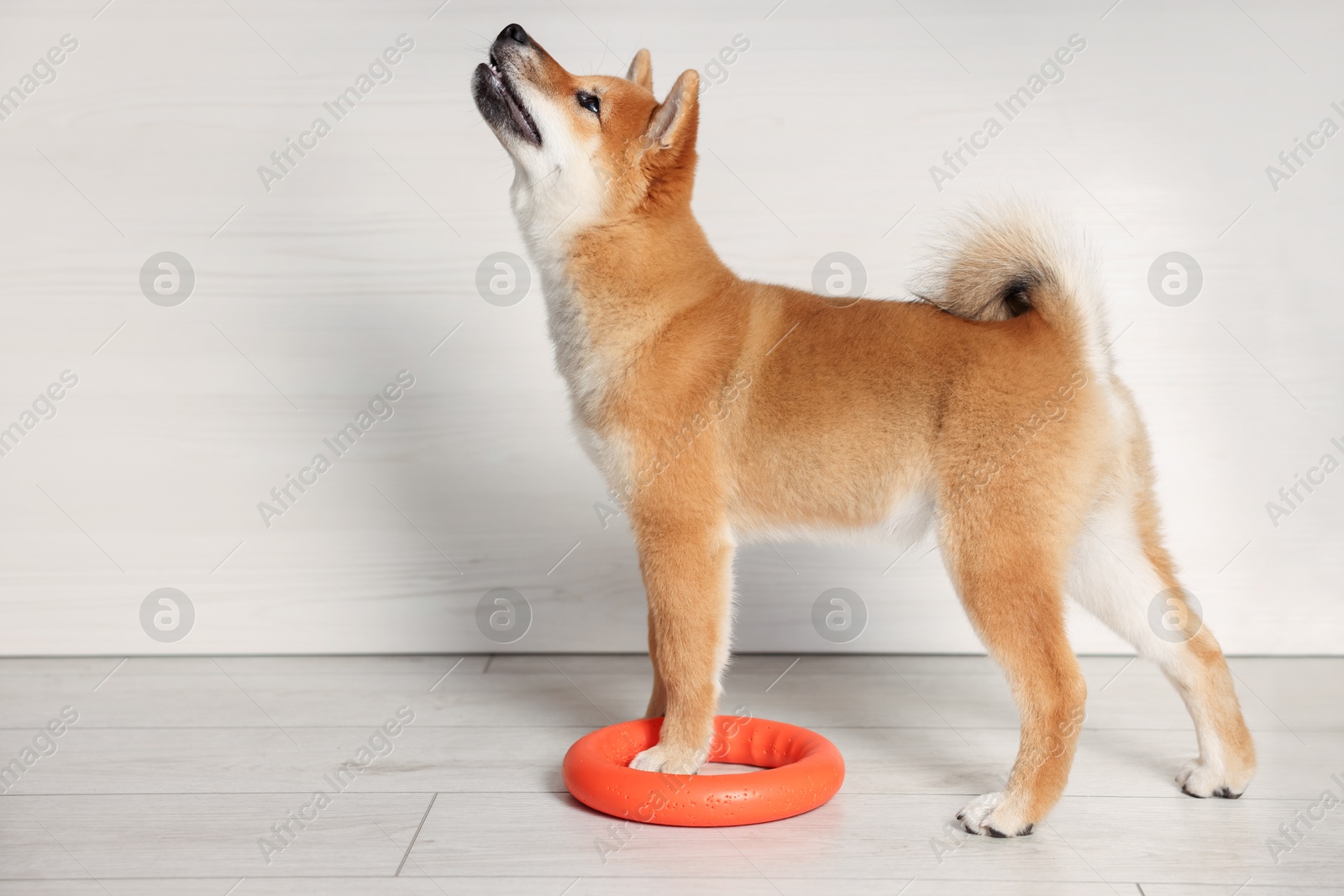 Photo of Cute Shiba Inu puppy with ring toy on floor at home