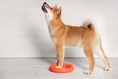 Photo of Cute Shiba Inu puppy with ring toy on floor at home