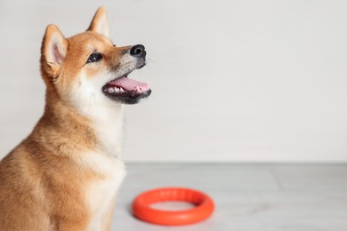 Photo of Cute Shiba Inu puppy with ring toy on floor at home, space for text