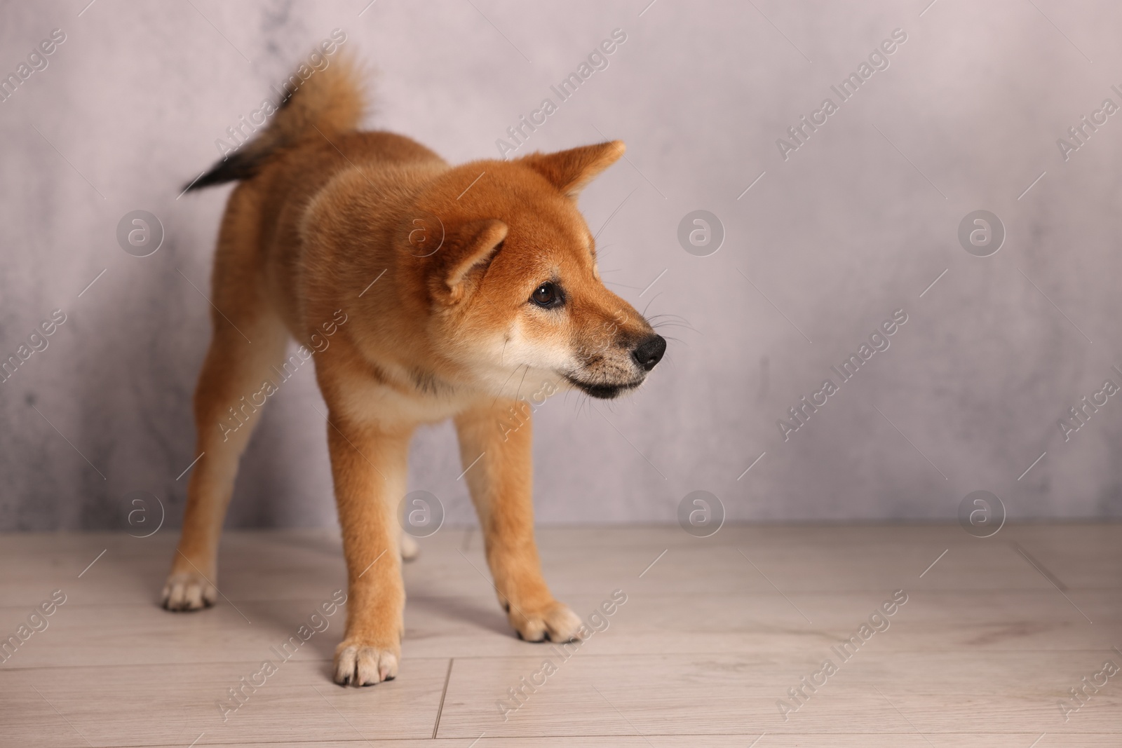Photo of Cute Shiba Inu puppy on floor near grey wall, space for text