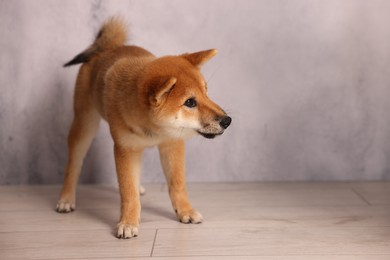 Photo of Cute Shiba Inu puppy on floor near grey wall, space for text