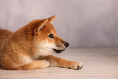 Photo of Cute Shiba Inu puppy on floor near grey wall, space for text