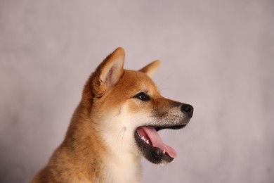 Photo of Cute Shiba Inu puppy near grey wall indoors