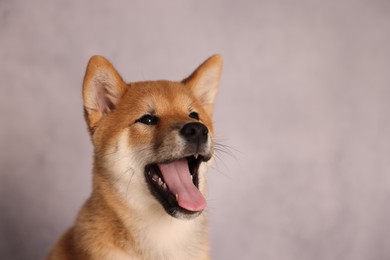 Photo of Cute Shiba Inu puppy near grey wall indoors, space for text
