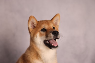 Photo of Cute Shiba Inu puppy near grey wall indoors