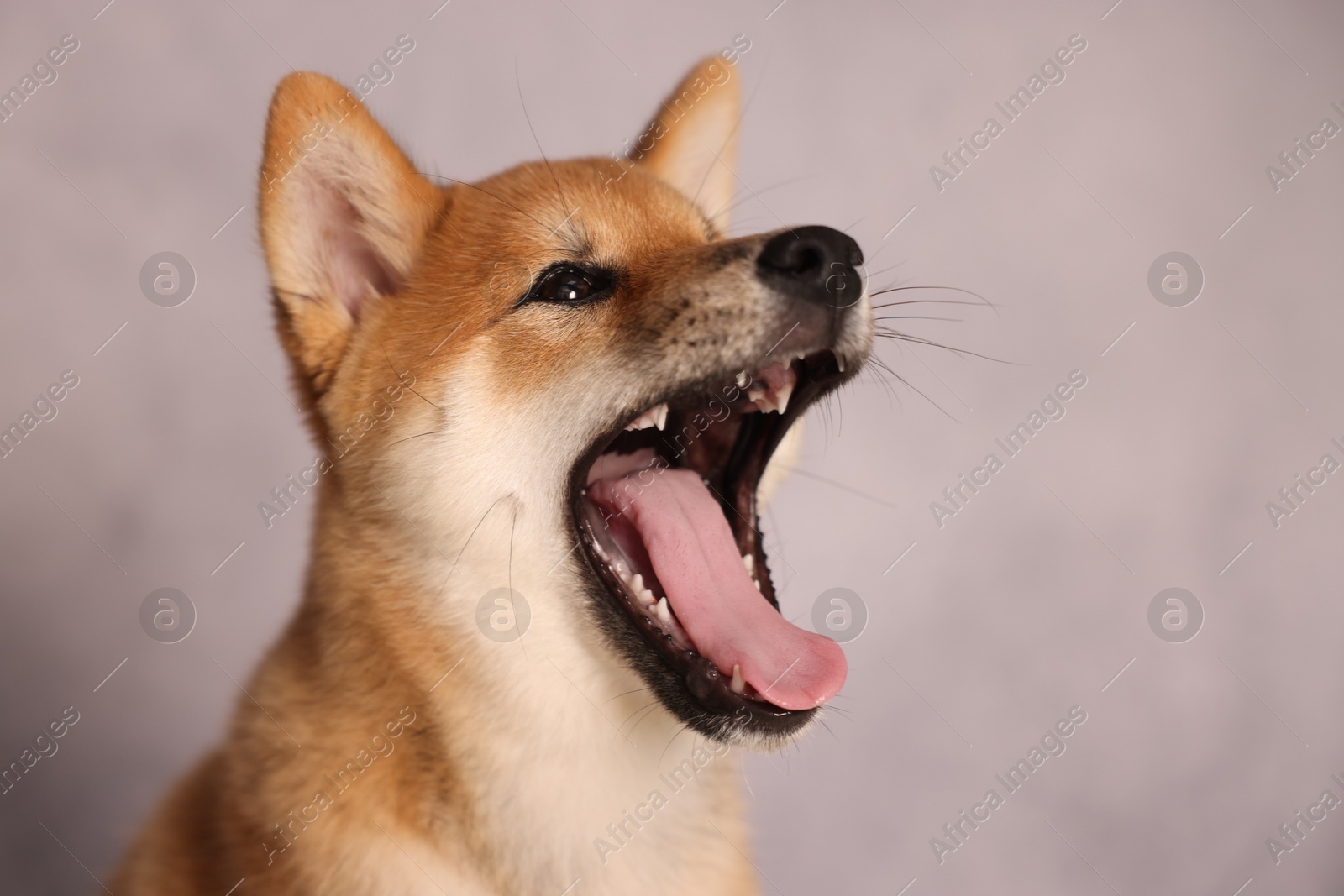 Cute Shiba Inu puppy near grey wall indoors Photo of Cute Shiba Inu puppy near grey wall indoors