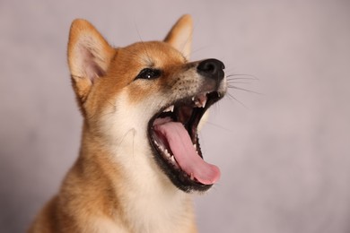 Photo of Cute Shiba Inu puppy near grey wall indoors