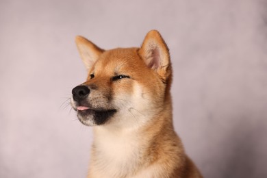 Photo of Cute Shiba Inu puppy near grey wall indoors