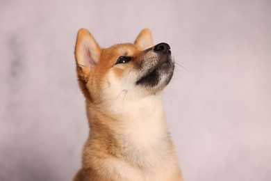 Photo of Cute Shiba Inu puppy near grey wall indoors
