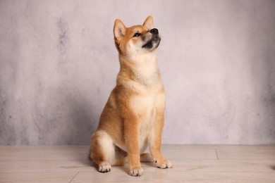 Photo of Cute Shiba Inu puppy on floor near grey wall
