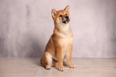 Photo of Cute Shiba Inu puppy on floor near grey wall