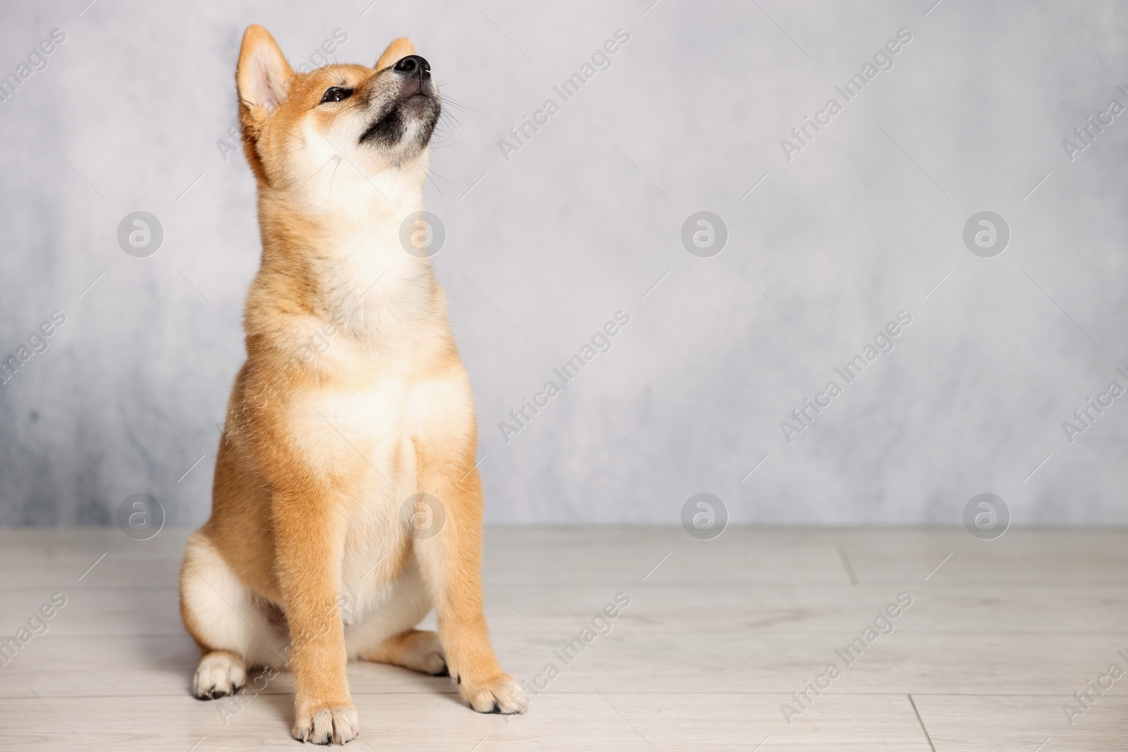 Photo of Cute Shiba Inu puppy on floor near grey wall, space for text