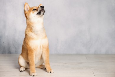 Photo of Cute Shiba Inu puppy on floor near grey wall, space for text