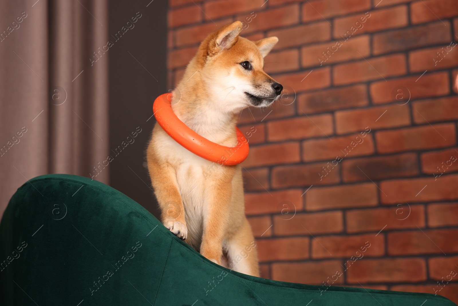 Cute Shiba Inu puppy with ring toy on armchair at home Photo of Cute Shiba Inu puppy with ring toy on armchair at home