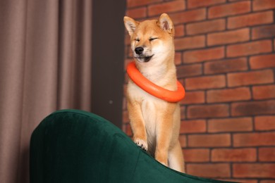 Photo of Cute Shiba Inu puppy with ring toy on armchair at home