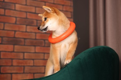 Photo of Cute Shiba Inu puppy with ring toy on armchair at home