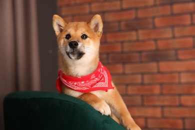 Photo of Cute Shiba Inu puppy with red bandana on armchair at home, space for text