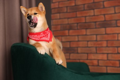 Photo of Cute Shiba Inu puppy with red bandana on armchair at home, space for text