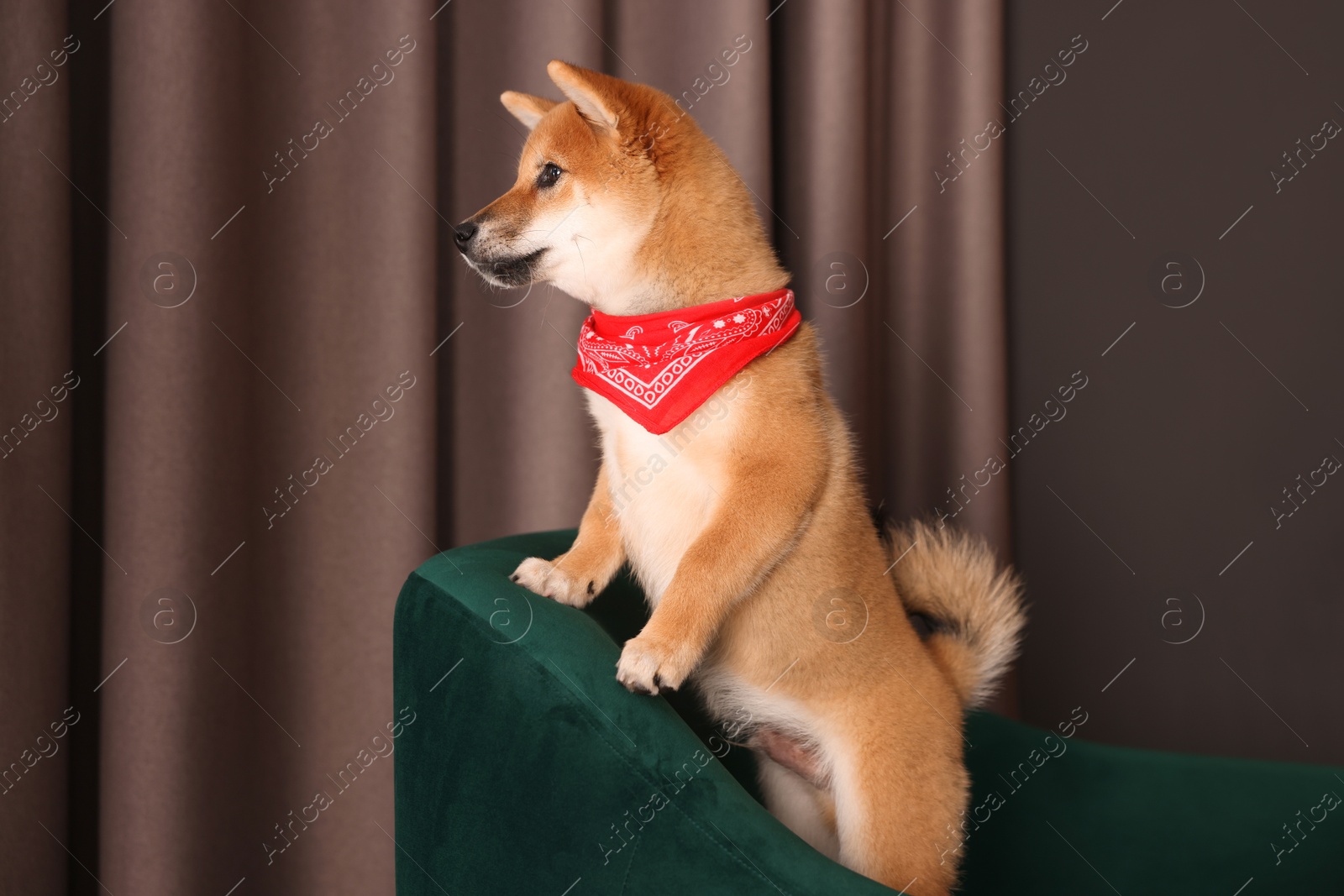Cute Shiba Inu puppy with red bandana on armchair at home Photo of Cute Shiba Inu puppy with red bandana on armchair at home